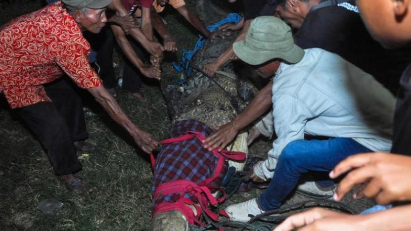 تحرير التمساح