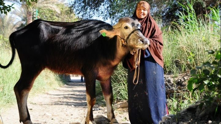 جمعية الاورمان توزع رؤس الماشية على الارامل