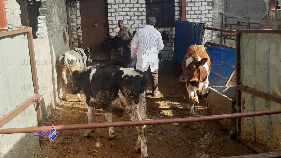 جانب من أعمال التحصين جانب من أعمال التحصين