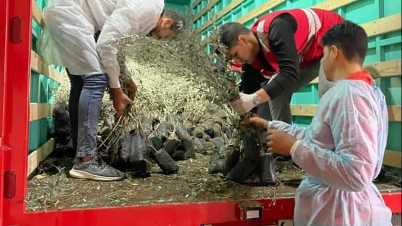 توفير ١٢ الف شتلة زيتون عن طريق الهلال الأحمر المصري 