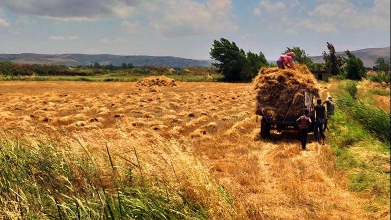 زراعة القمح بحمص