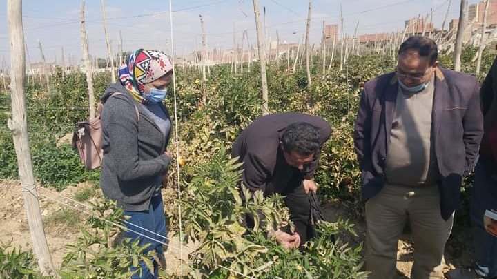  مدرسة حقليه إرشادية لمحصول الطماطم بالفيوم