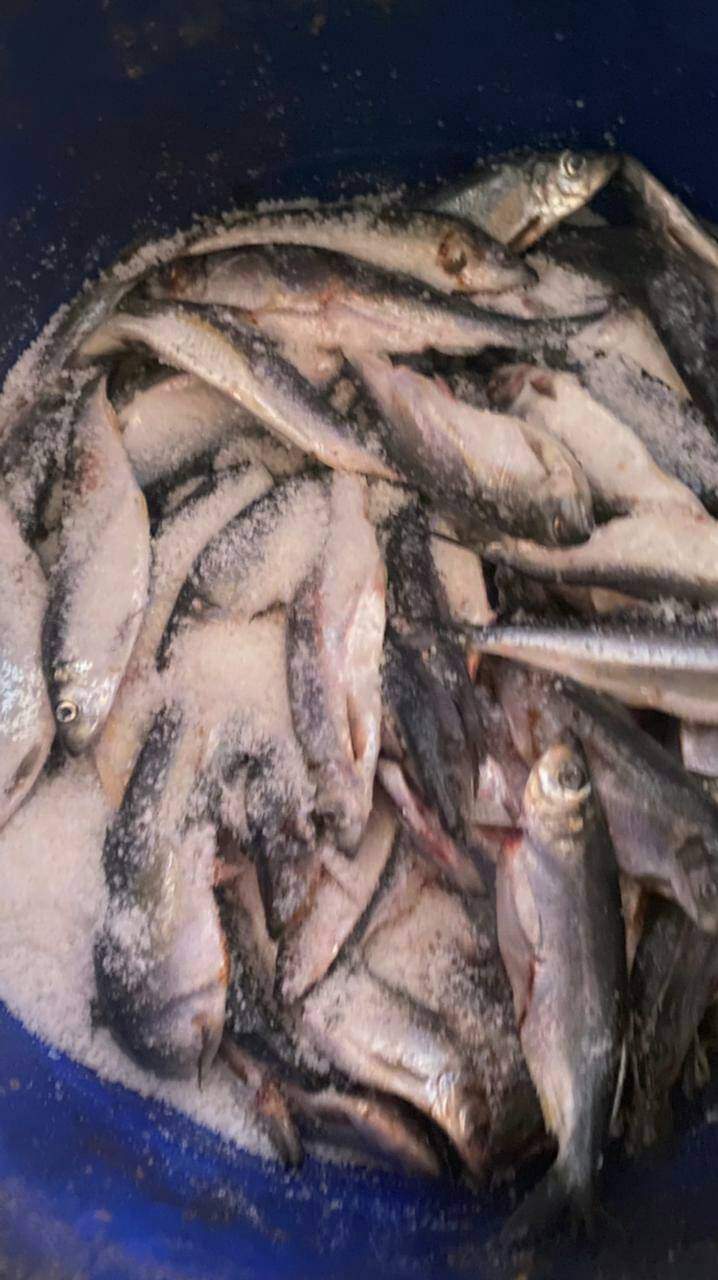ضبط أسماك غير صالحة
