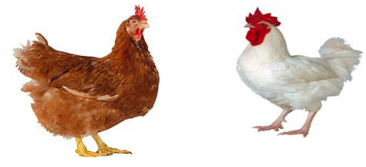 الفراخ البلدي