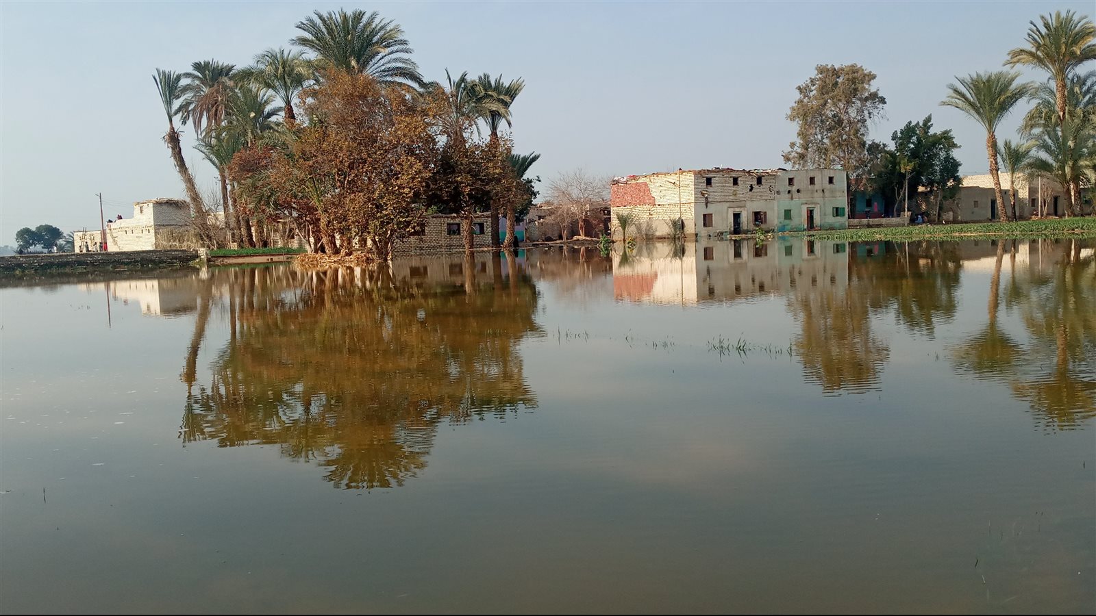 سيول سنور ببني سويف