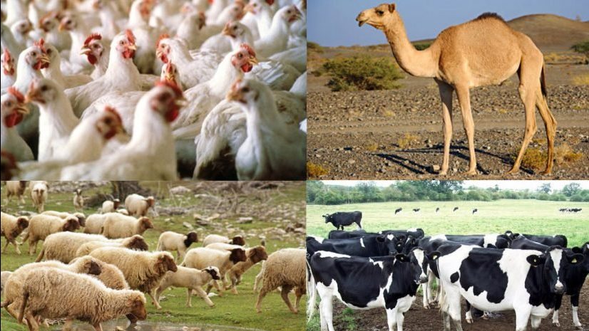 ثروة حيوانية 