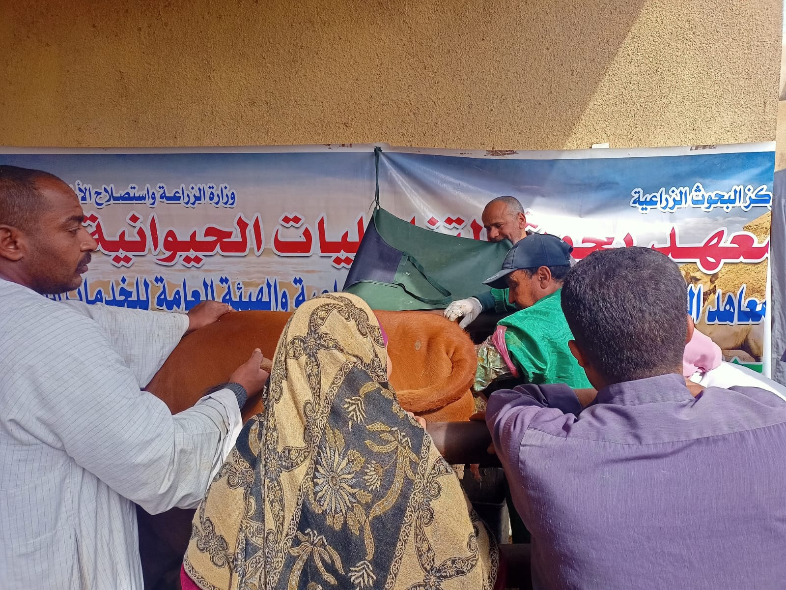 فحص وتحصين المواشي