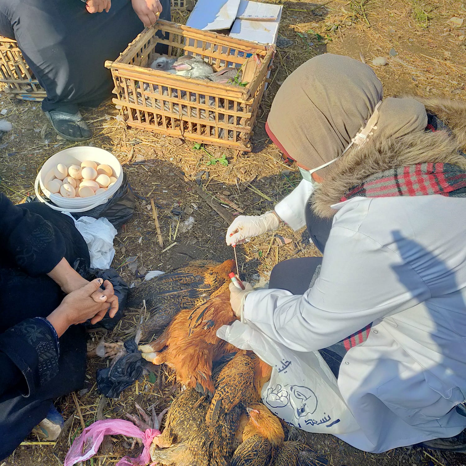 تحصين الطيور