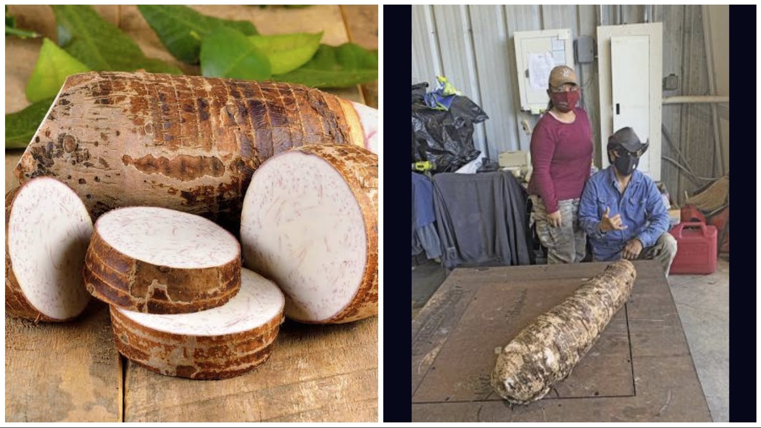 أضخم ثمرة قلقاس