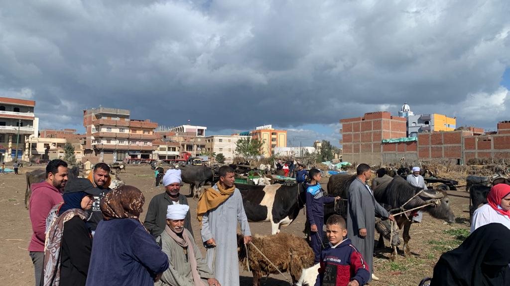 الطب البيطري بالغربية:تقديم العلاج لـ  687 حيوان،و7080 طائر 