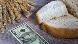 حظر تصدير الحبوب يشعل أسعار القمح في العالم