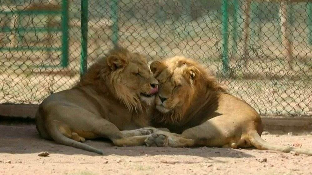 محمية الباقير 