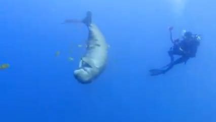 صوره موضوعية