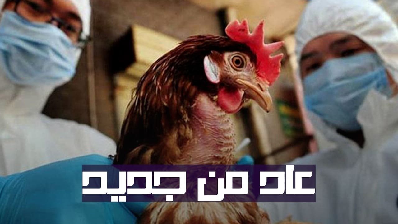 أنفلونزا الطيور أنفلونزا الطيور