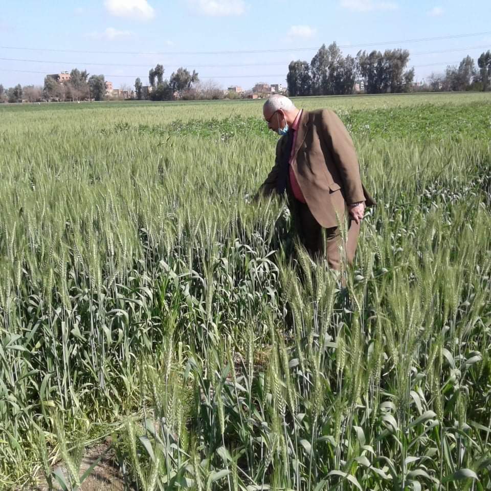 متابعة زراعة القمح في المنوفية
