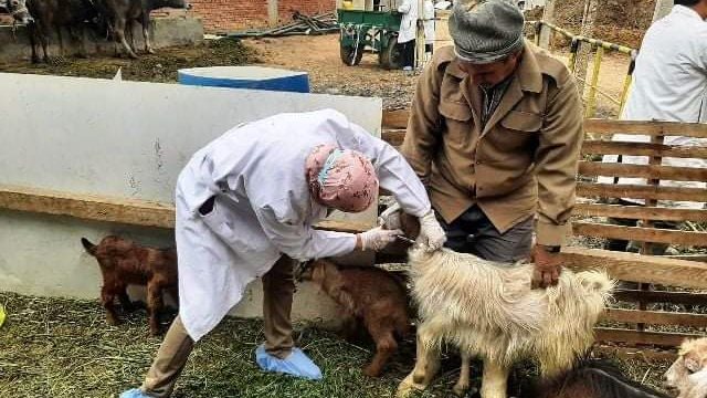بيطري الشرقية