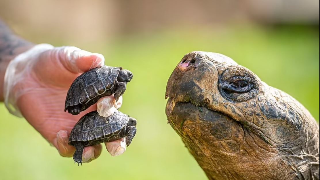 ذكر السحلفاء