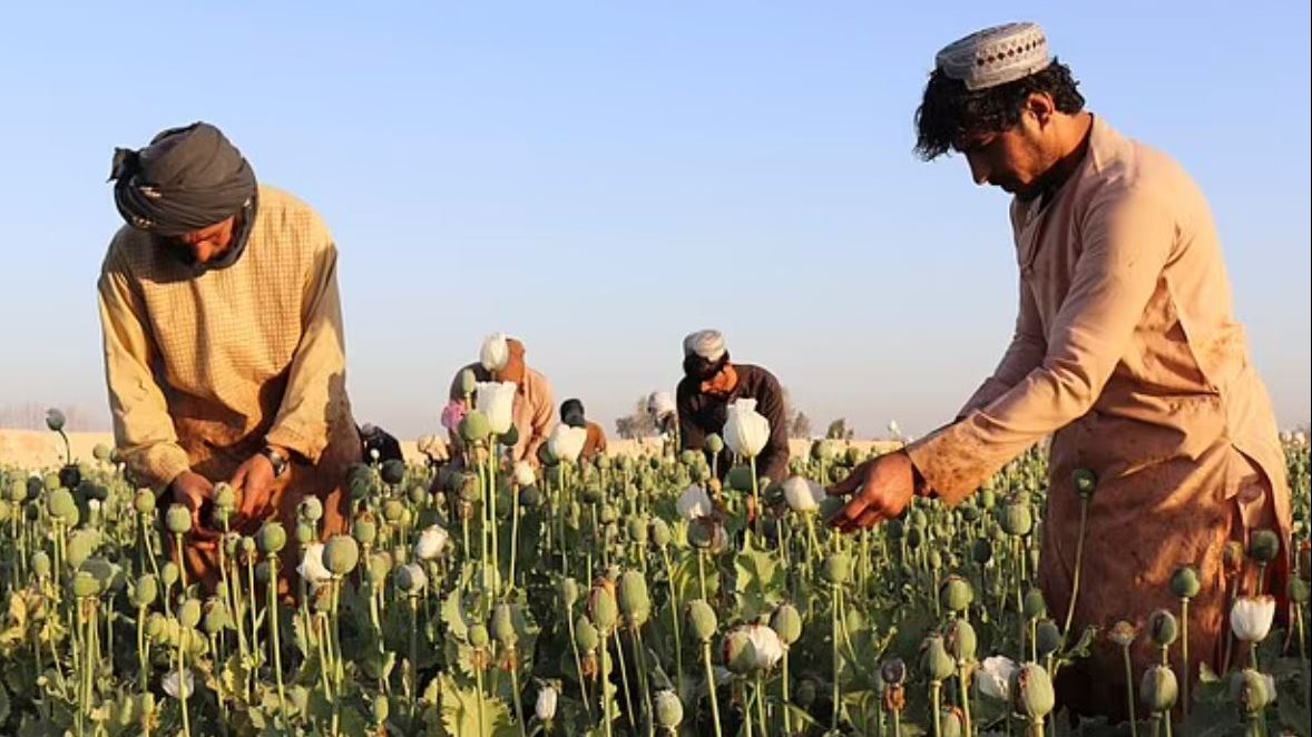 زارعة الأفيون بأفغانستان