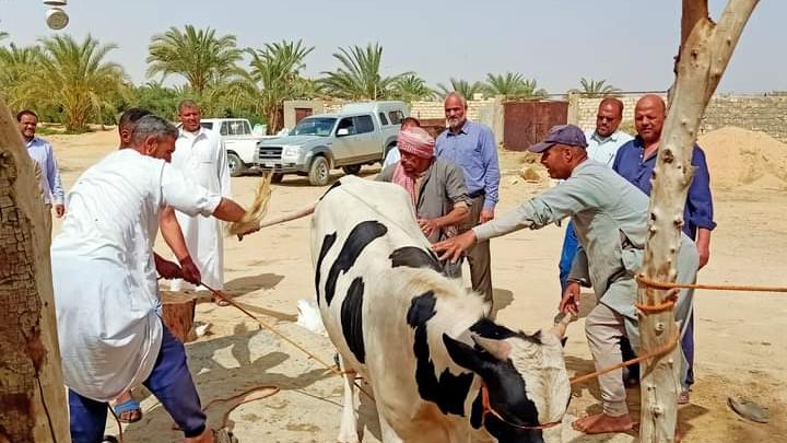 ٣ عجول لتوزيعها على محدودة الدخل بسيوة