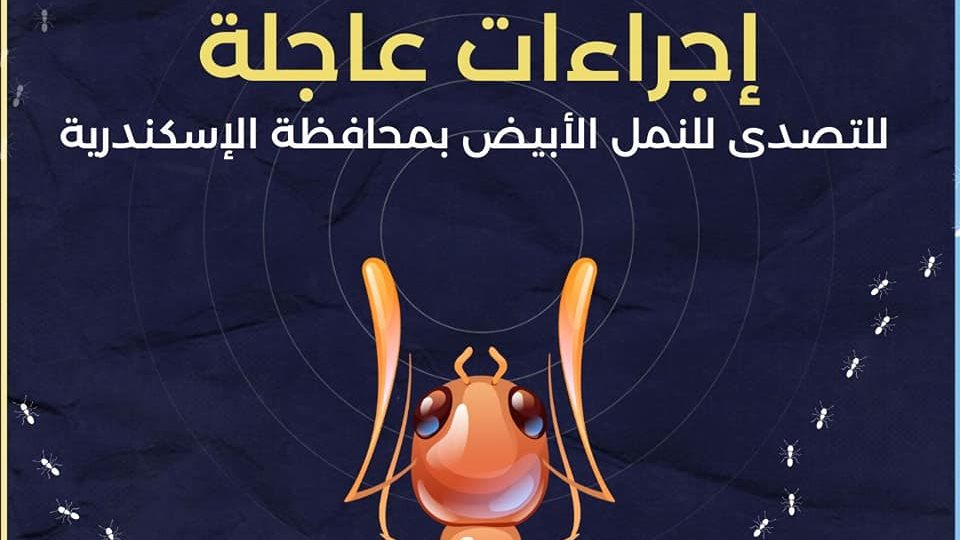 إجراءات عاجلة للتصدى للنمل الأبيض بمحافظة الإسكندرية