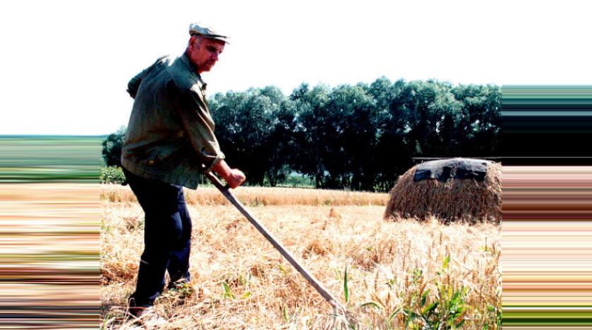 حصاد القمح في أوكرانيا