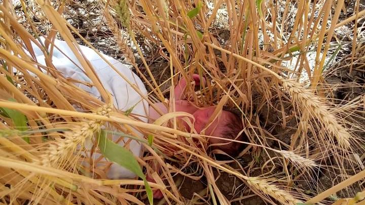 شاهد .. في نهار رمضان..العثور علي طفل رضيع ملفوف بالقماش 