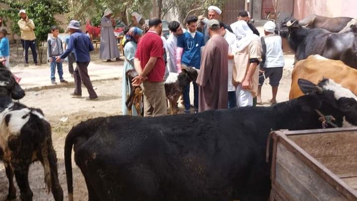 الكشف على المواشي و الدواجن 