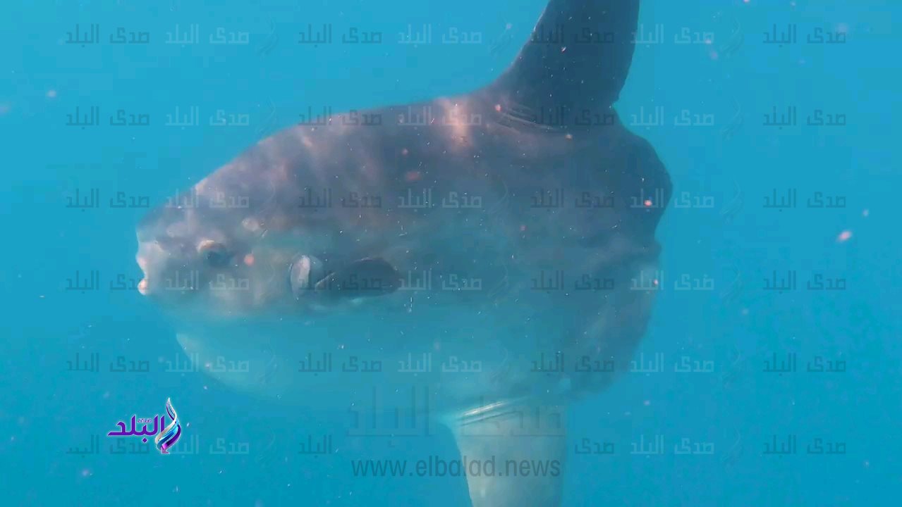 صورة موضوعية 