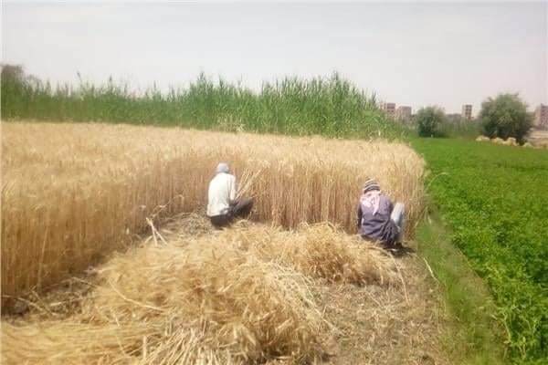 حصاد القمح 