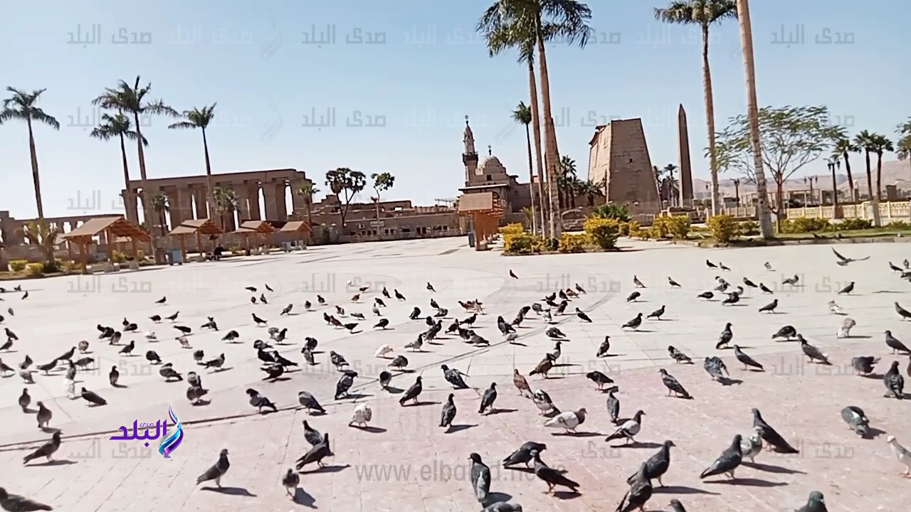 اسراب الحمام تحول ساحة ابو الحجاج بالاقصر لمزار سياحي