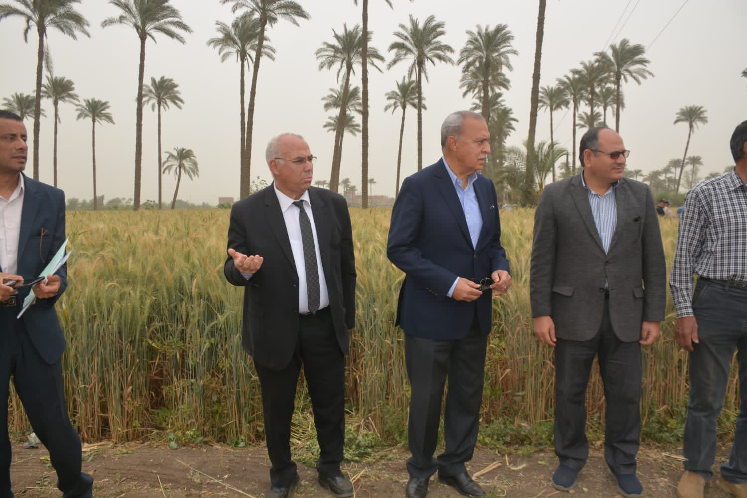 القمح فى القليوبية