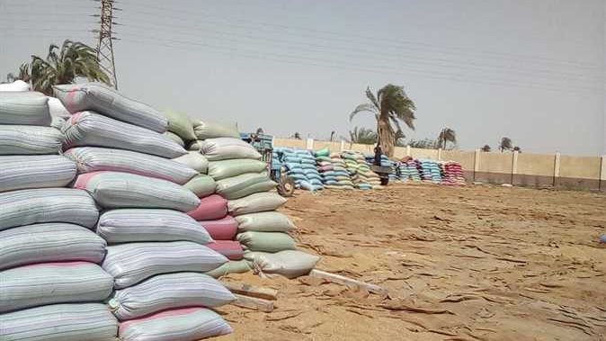 توريد محصول القمح للصوامع بالمنيا 
