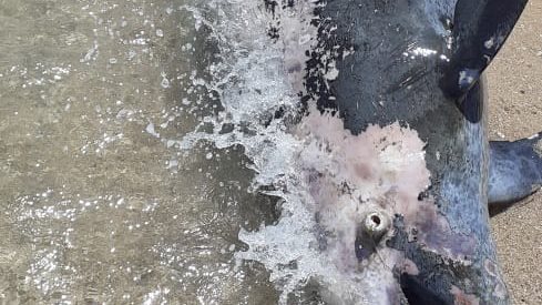 صورة موضوعية