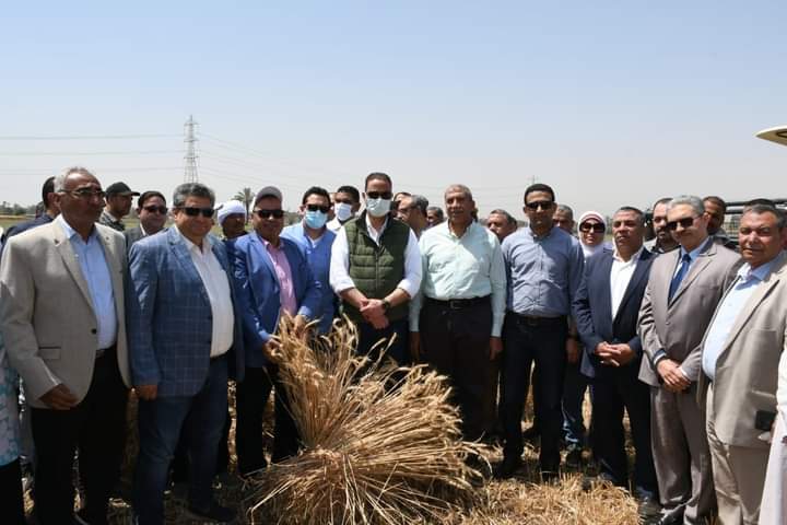 208 ألف فدان من القمح بالفيوم