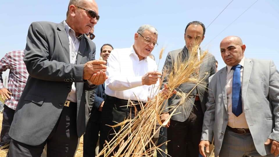 محافظ المنيا يتابع حصاد القمح