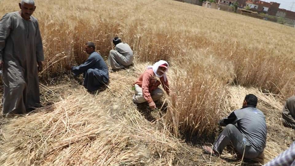 توريد القمح بالمنيا 