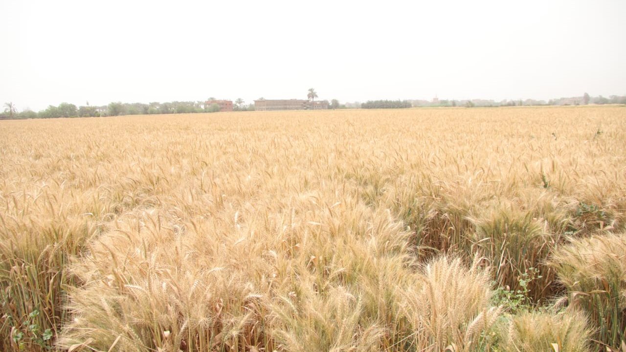 حصاد القمح  حصاد القمح