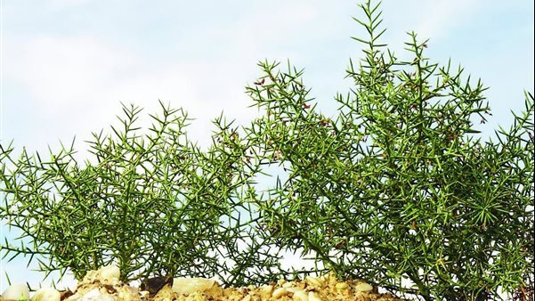 شوك الجمل ينمو في مناطق سيناء  