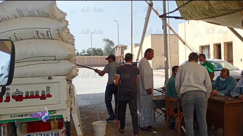 توريد القمح