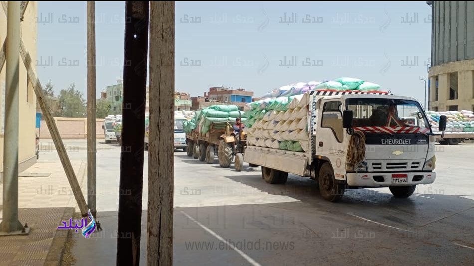 توريد القمح