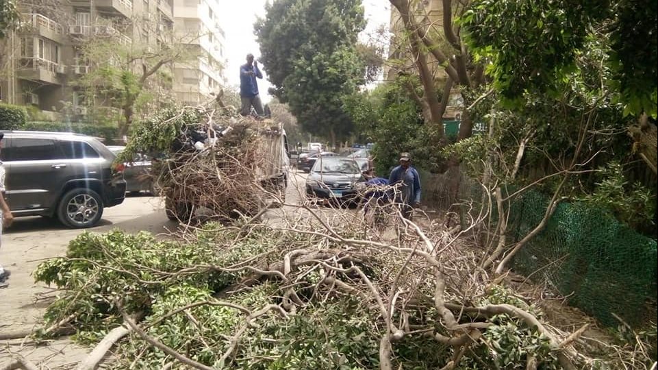 سقوط شجرة بشارع رئيسي في المعادي