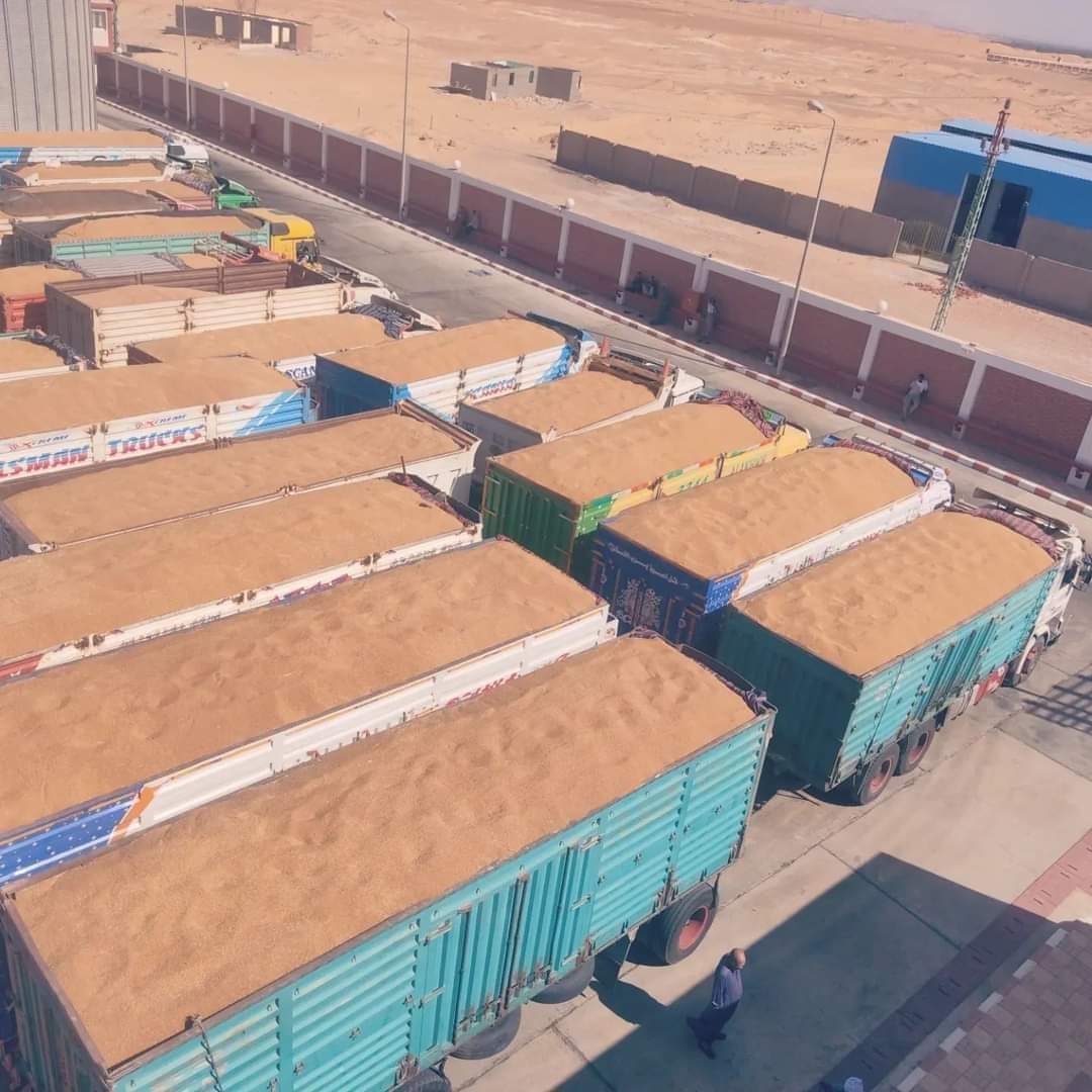 حصاد القمح