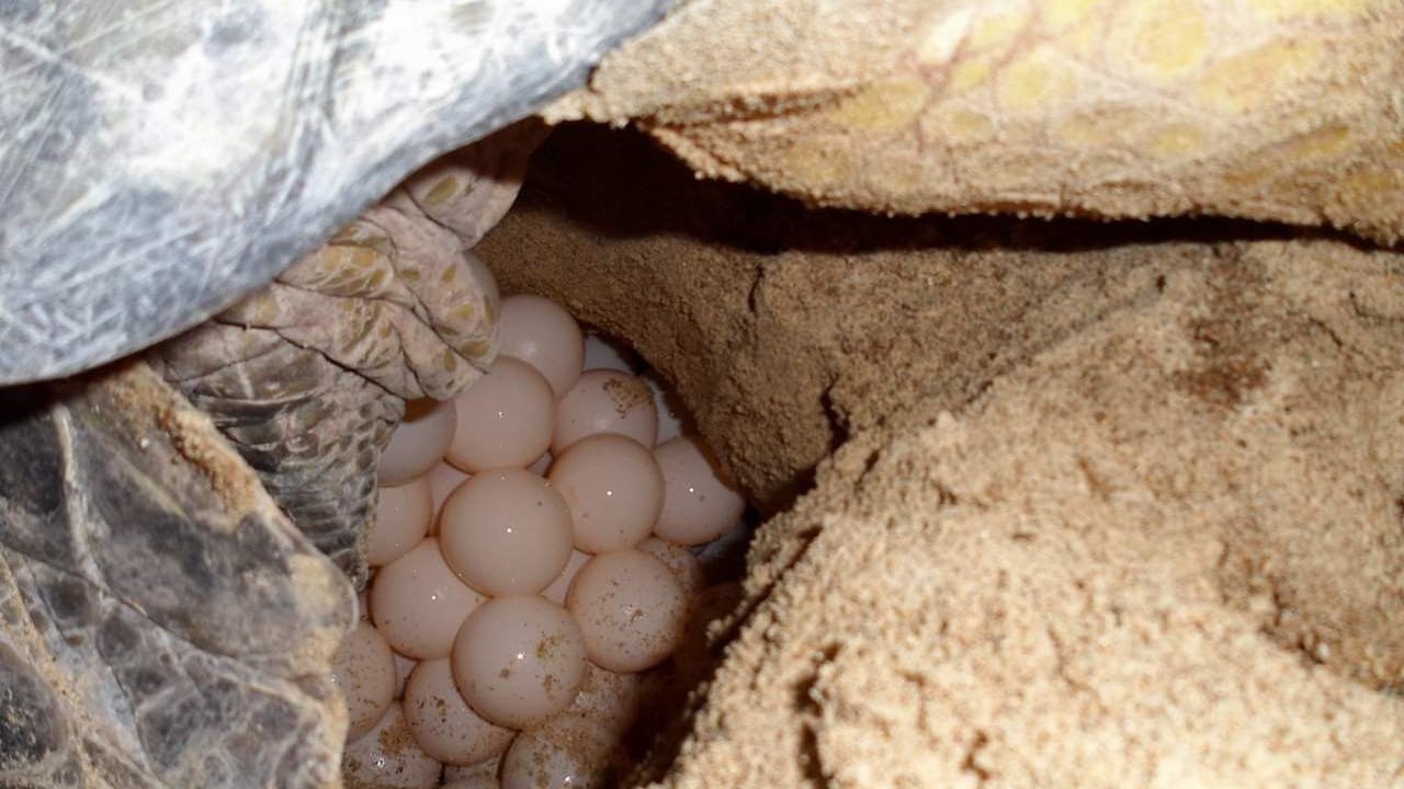 صورة موضوعية