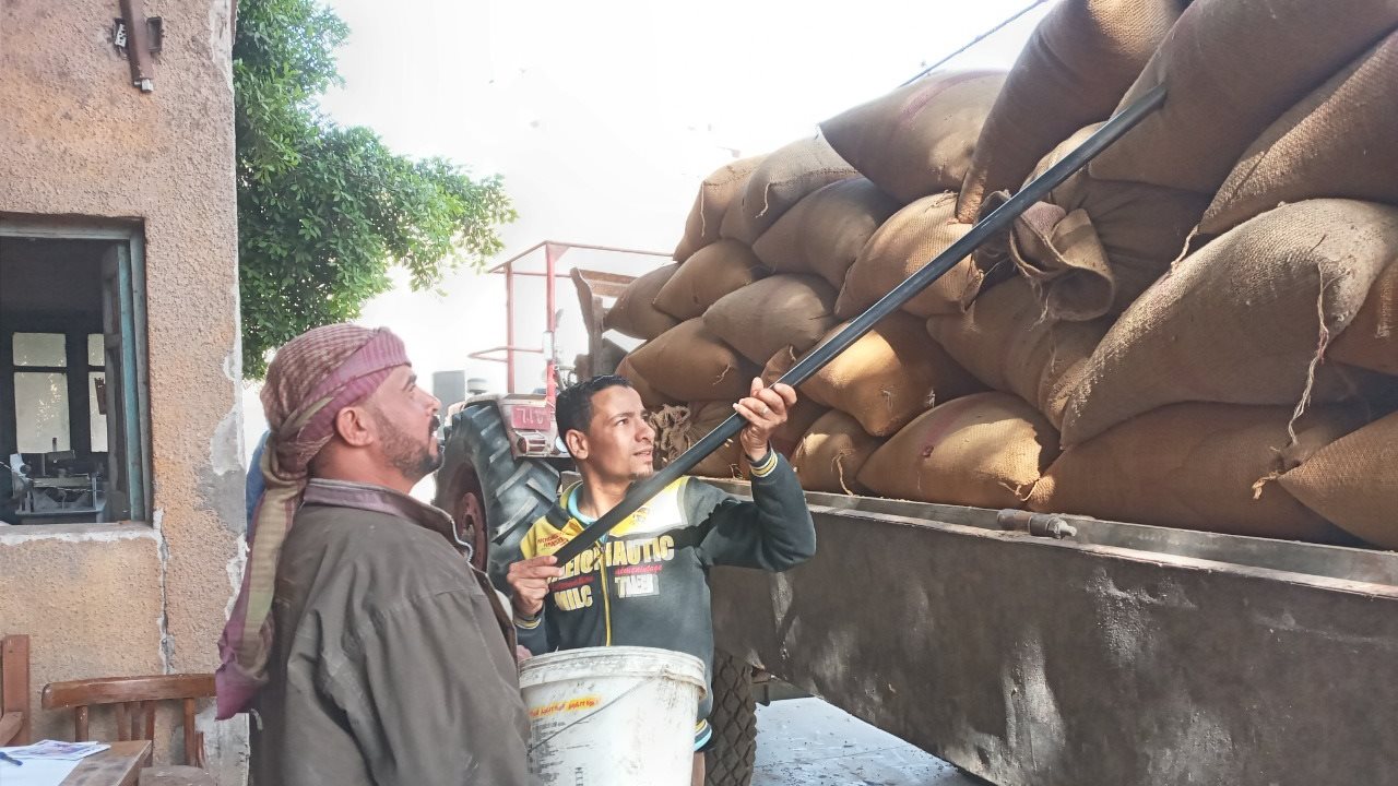 توريد محصول القمح بأسيوط 