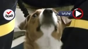 زيلينسكي يقدم ميدالية للكلب "باترون" الشهير