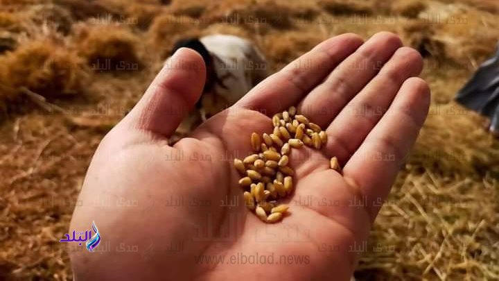 حصاد القمح بشرق القناة 