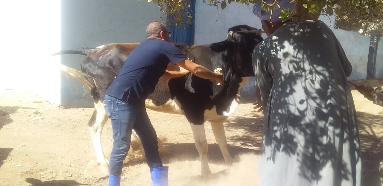علاج الماشية