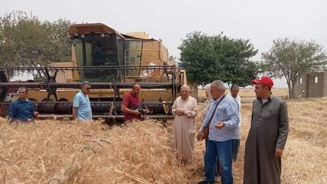 قمح