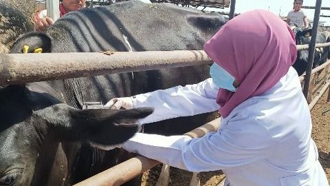 بيطري الشرقية