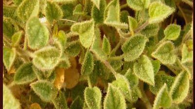 عشبة السموا تنبت في شبه جزيرة سيناء 